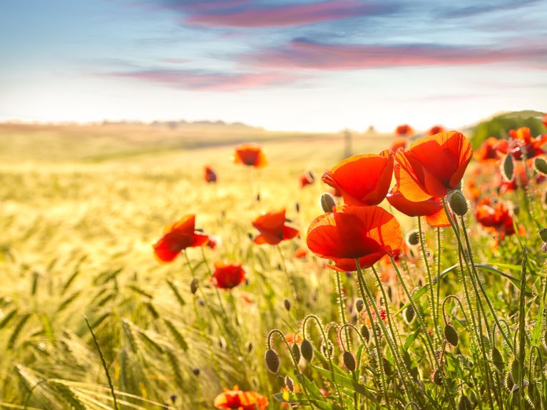 مشهد جميل على الهامش: زهور الخشخاش إلى جوار حقل الذرة