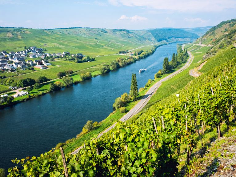 تنتمي أصناف النبيذ الألماني لخيرة الأنواع في العالم