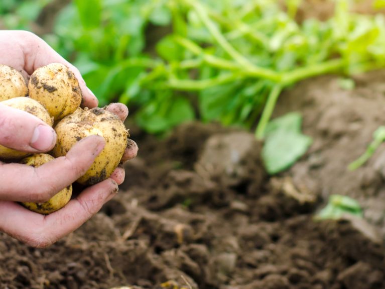 Patates üretimi ihtiyacı karşılıyor 