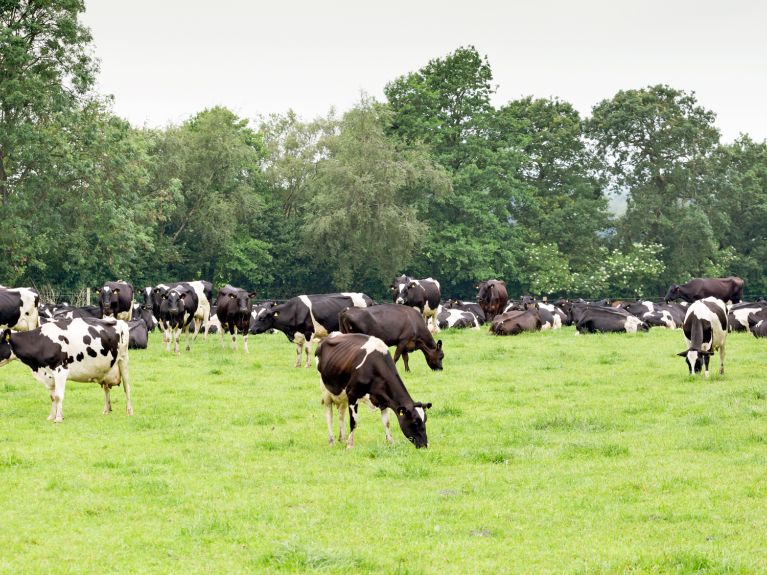 Les bovins sont les plus importants animaux de ferme