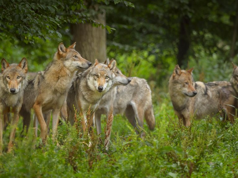 Los lobos regresan a los bosques de Alemania.