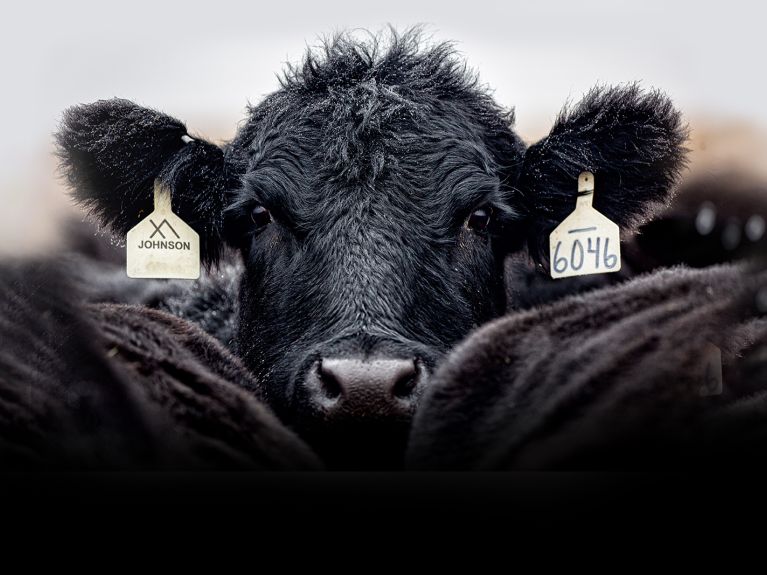 O bem-estar animal na Alemanha deverá melhorar até 2040. O bem-estar animal na Alemanha deverá melhorar até 2040.