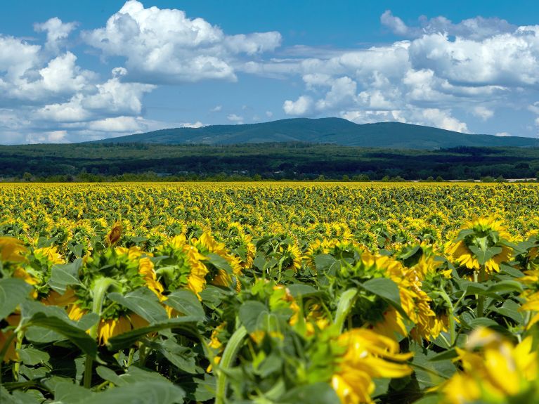 Sonnenblumenfeld in der Ukraine