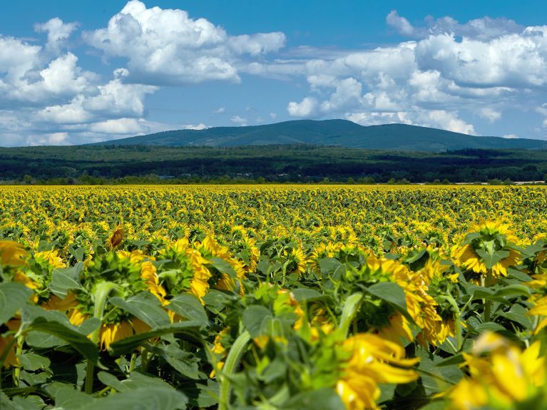 Champ de tournesols en Ukraine Champ de tournesols en Ukraine