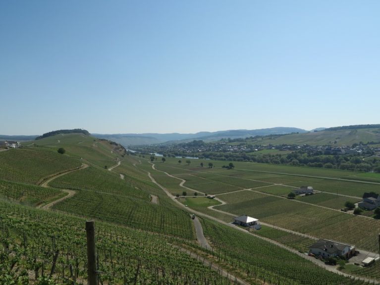 The Mosel and vineyards: The first 100 kilometres in Germany