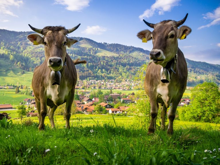 Zwei Kühe auf einer Wiese.