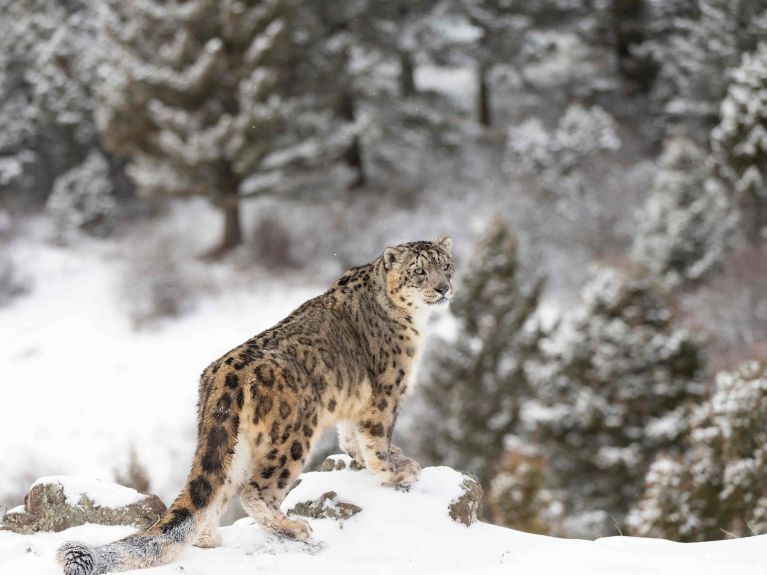 Biodiversidad fascinante: el singular leopardo de las nieves