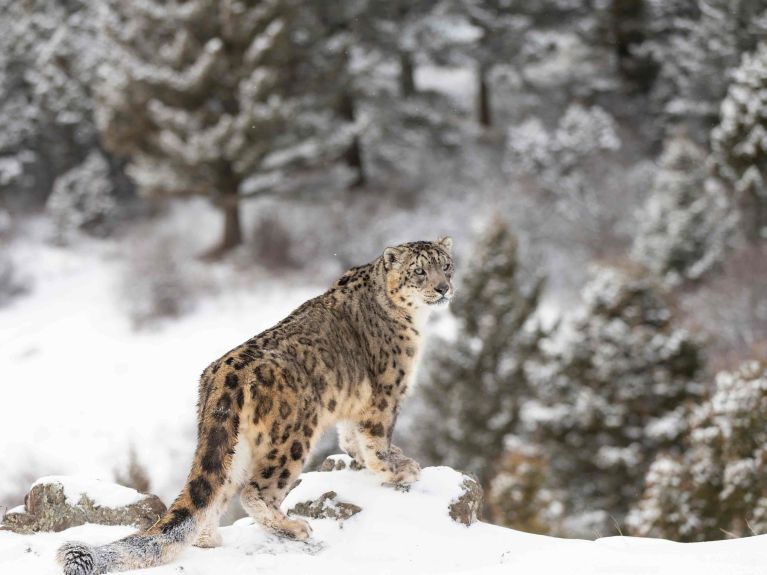 Faszinierende Biodiversität: der seltene Schneeleopard