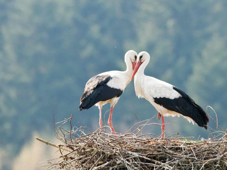 The white stork breeds in the north but spends the winter in the Sahara.