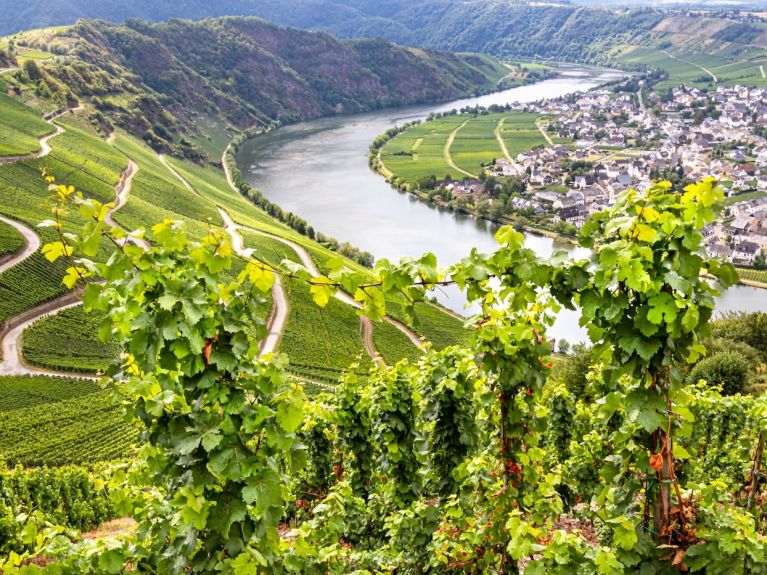 Weinberge mit Blick auf eine Stadt.