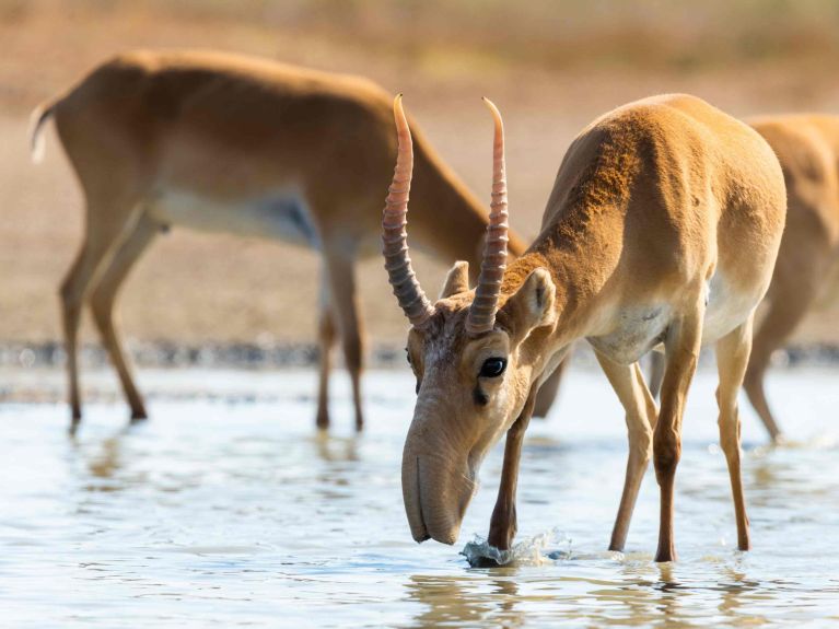 A most unusual nose: the saiga antelope in Kazakhstan