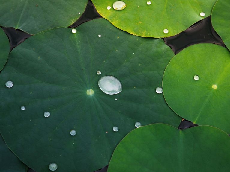 Lotus effect 