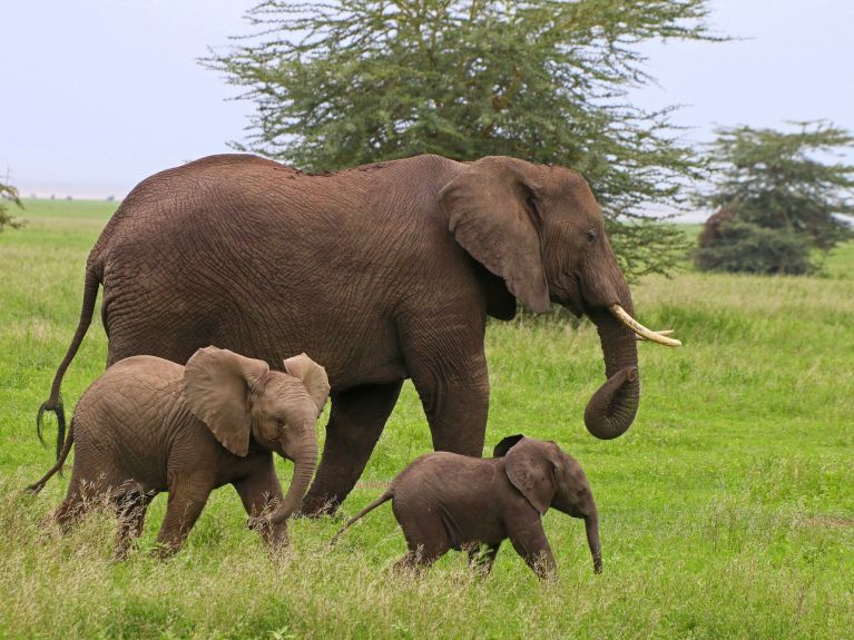 Des éléphants dans le parc national du Serengeti, en Tanzanie