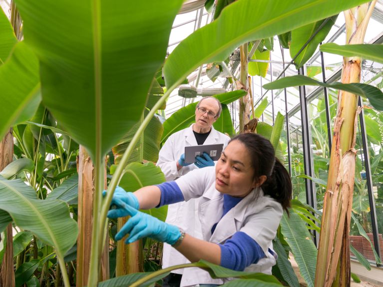 Investigación sobre plantas de banano en Hohenheim