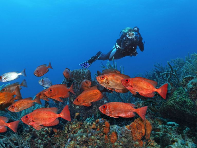 Arrecife de coral en el Caribe