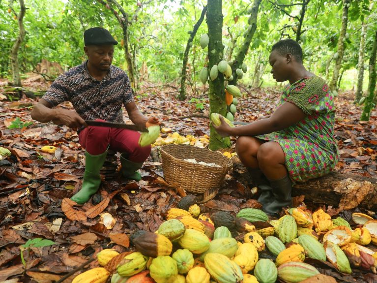 Plantation de cacao au Sierra Leone 