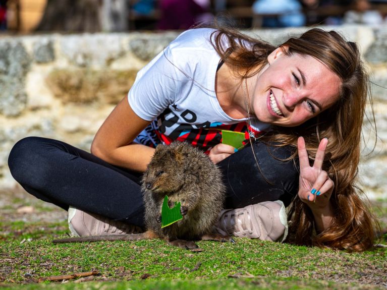 Ihr  „Lächeln“ machte australische Quokkas zu Internetstars.