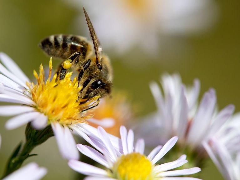 Schutzbedürftig: Honigbiene auf einer Blüte.