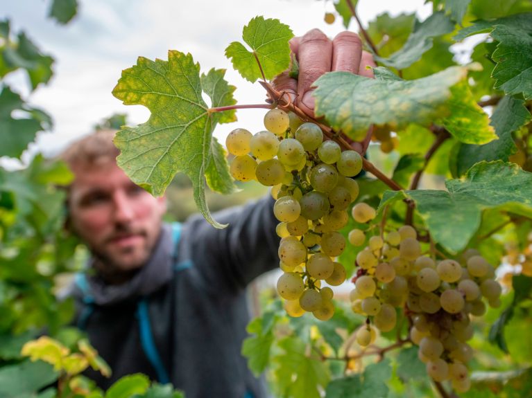 Winzer Kilian Franzen liest in einem steilen Schieferhang oberhalb der Moselschleife Rieslingtrauben.