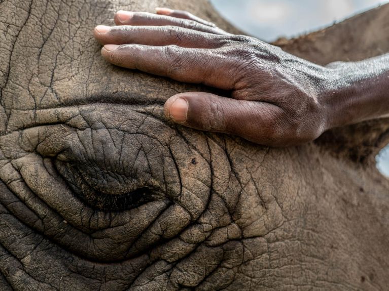 There are only two northern white rhinos left in the world.