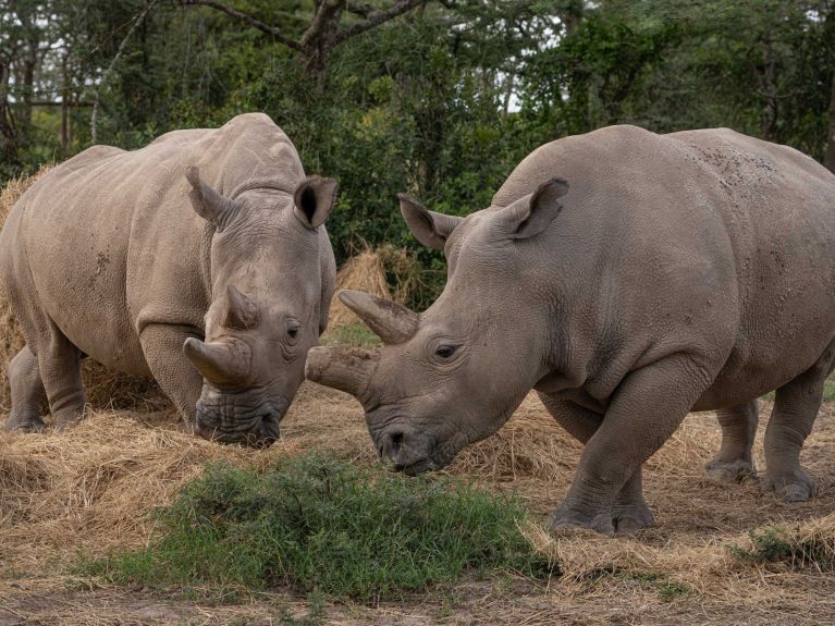 Fatu and Najin in their enclosure, where they spend the night for protection from poachers 