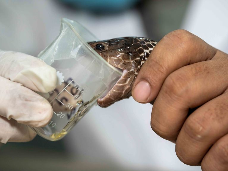 A spectacled cobra is “milked”, i.e. it releases its venom. A spectacled cobra is “milked”, i.e. it releases its venom.