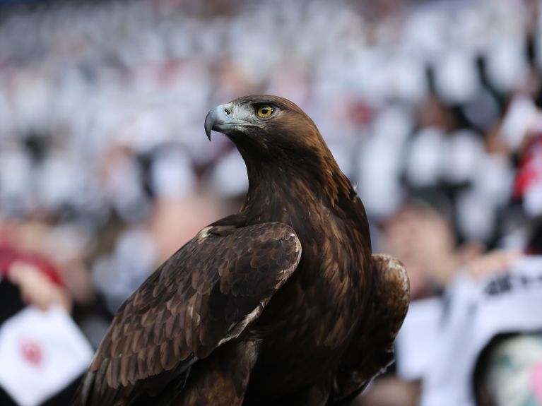 Der Adler attila im Stadion. 