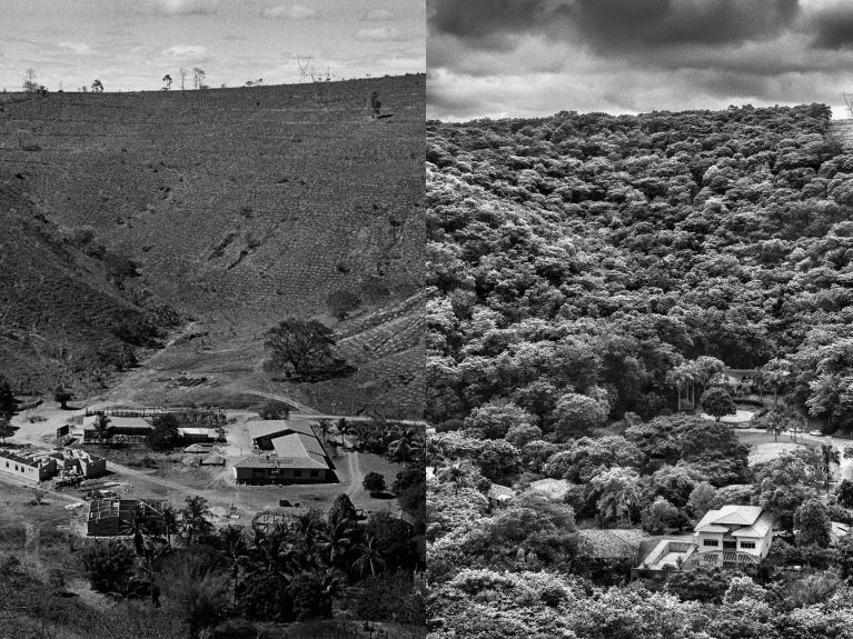 Antes e depois: A fazenda em 2000 e após o reflorestamento em 2022