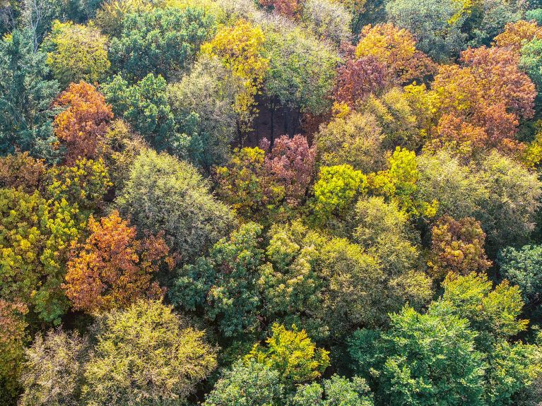 Herbstwald in Deutschland