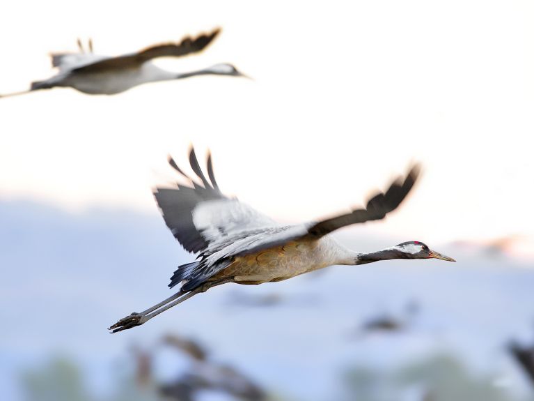 Fascinating spectacle: Cranes making their way southwards 