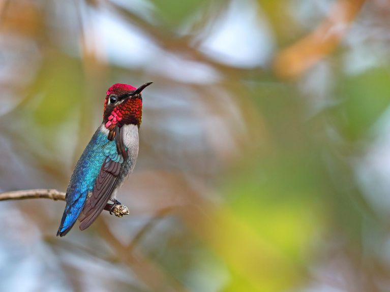 O beija-flor abelha é o menor pássaro do mundo, medindo 5 a 7 centímetros. 