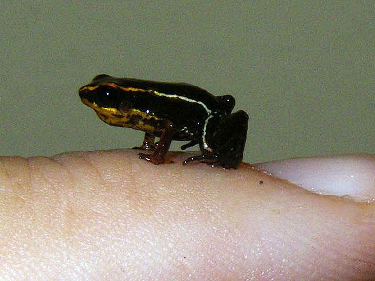 The world's smallest frog lives here, the Monte Iberia Dwarf Eleuth.