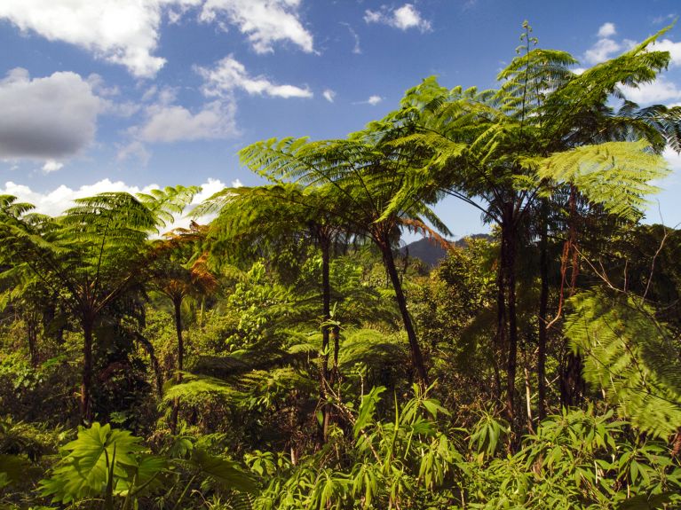 Samambaiaçu gigante no Parque Nacional Alejandro de Humboldt. 