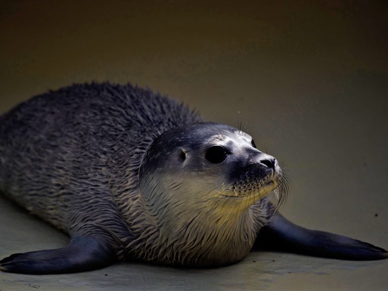 Leżąca foka.
