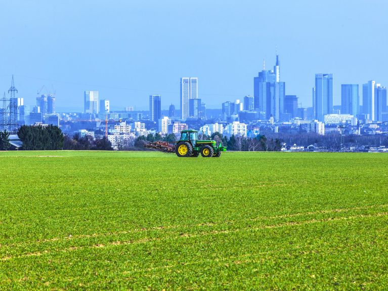 تناقض جذاب: الزراعة أمام مشهد مدينة فرانكفورت. 