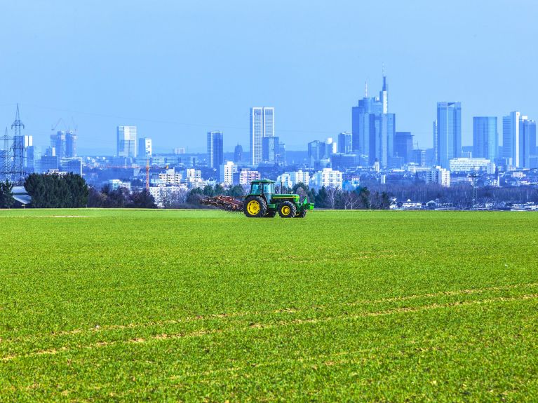 Contraste attrayant : l’agriculture et les tours de Francfort à l’arrière plan