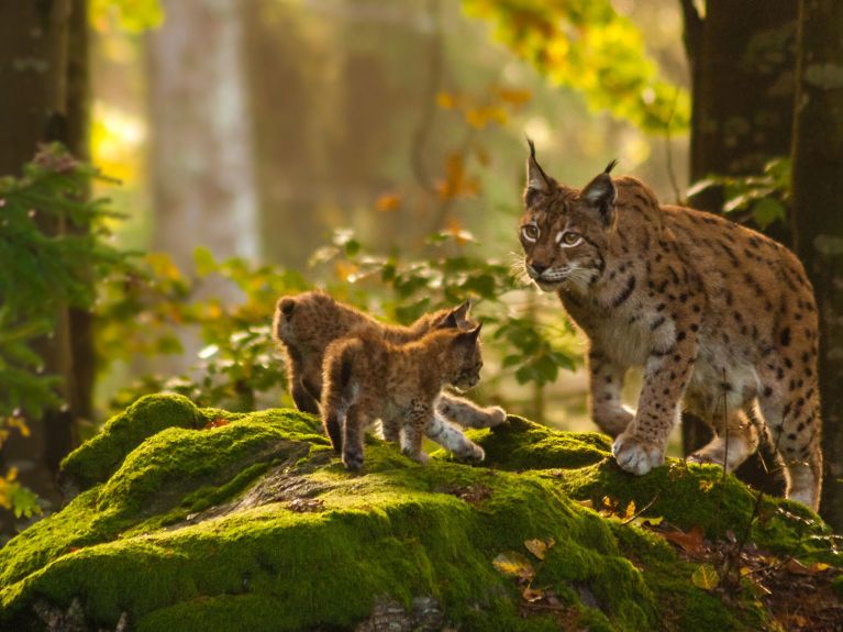 Un lince deambula por el bosque del Palatinado.