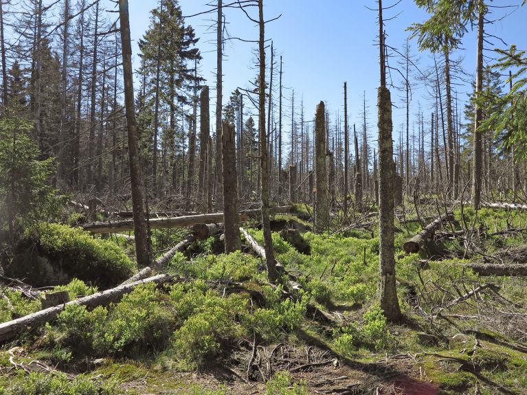 Zniszczenia lasów w górach Harz