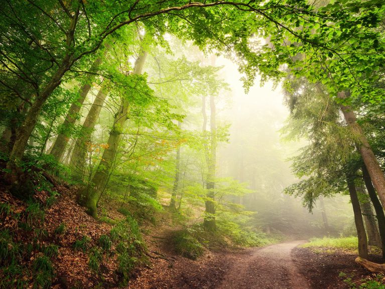 Bosque alemán: paisaje fascinante y proveedor de materias primas.