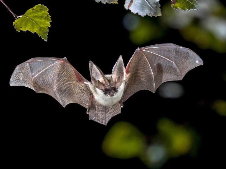 En Allemagne, il existe 25 espèces différentes de chauves-souris. En Allemagne, il existe 25 espèces différentes de chauves-souris.