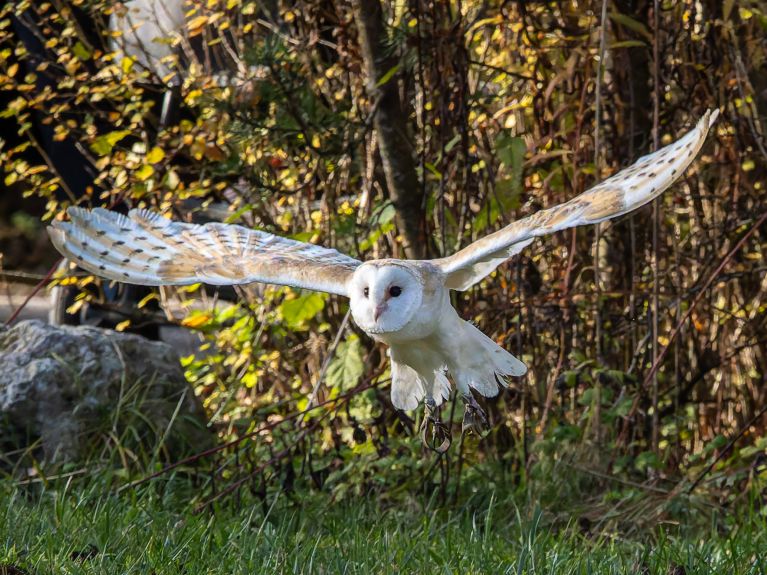 Barn owls are famous for their virtually silent flight. 