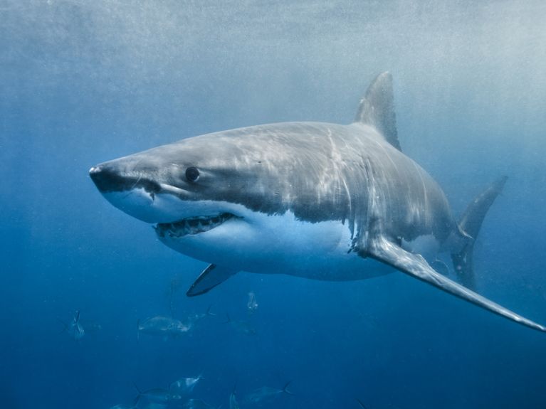 Shark skin is used as an example for technical applications. Shark skin is used as an example for technical applications.