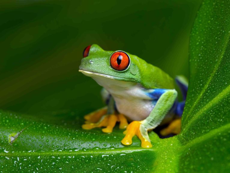 As áreas protegidas promovem a biodiversidade. 