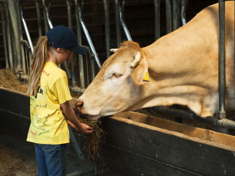 Cattle husbandry on an organic farm