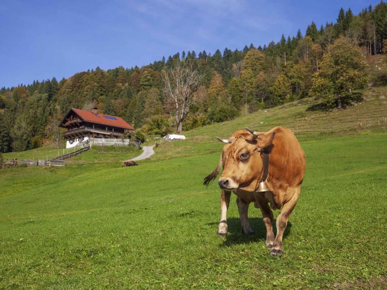 W Niemczech w 2023 r. blisko 11 procent gospodarstw rolnych wytwarzało produkty ekologiczne.  
