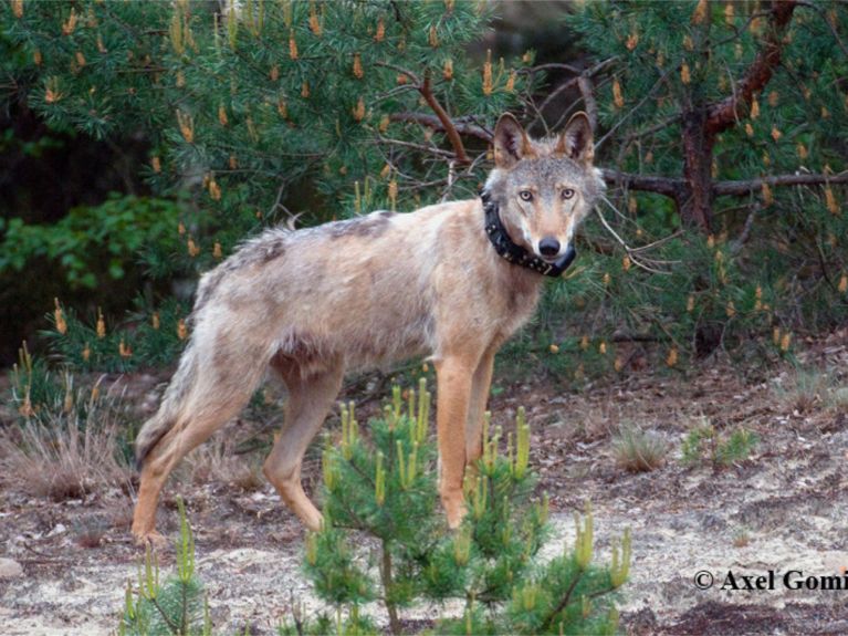 Młody wilk z obrożą GPS