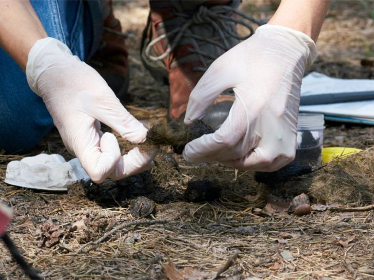 Z zebranych wilczych odchodów naukowcy mogą dowiedzieć się wiele o ich zdrowiu i genetyce.
