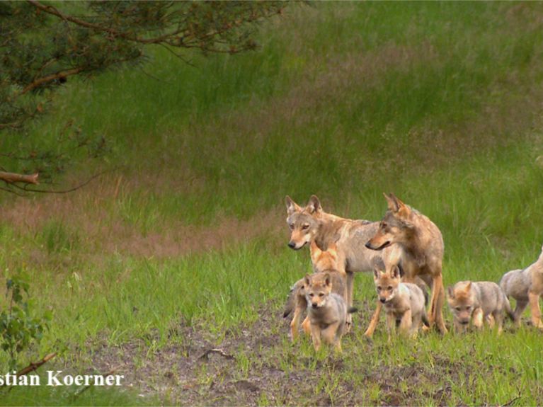 Stado wilków w Brandenburgii