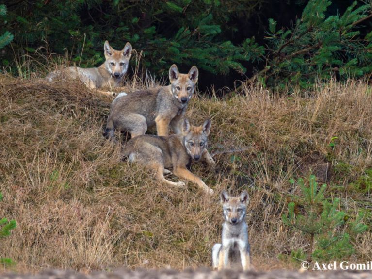 Młode wilków badają okolicę.