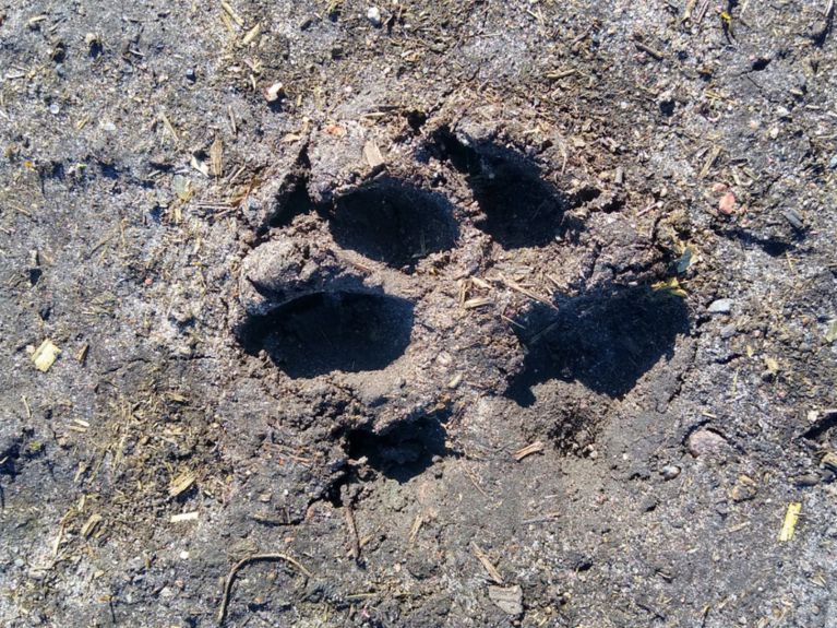 Ślad pojedynczego wilka na granicy lasu